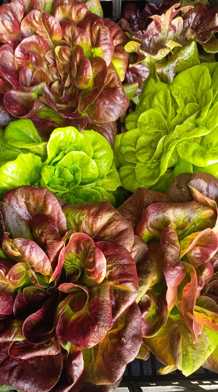 Lechuga en el campo